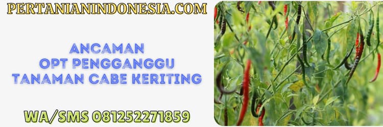 opt,pengganggu,hama,tanaman,ancaman opt